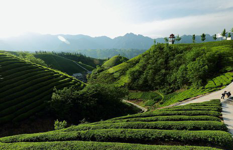 茶產業(yè)引領綠色發(fā)展 茶葉品牌再樹立2.jpg